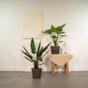 Alocasia-Set „Duo Cucullata & Lauterbachiana" – Alocasia cucullata und Alocasia lauterbachiana – Ansicht 2