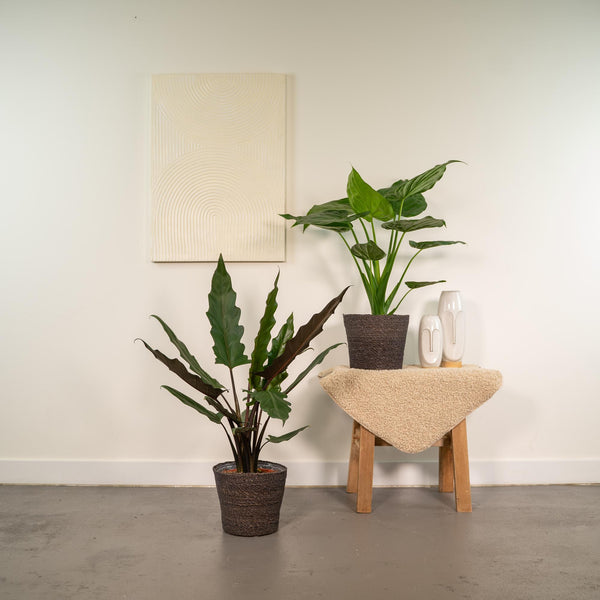 Alocasia-Set „Duo Cucullata & Lauterbachiana" – Alocasia cucullata und Alocasia lauterbachiana – Ansicht 2