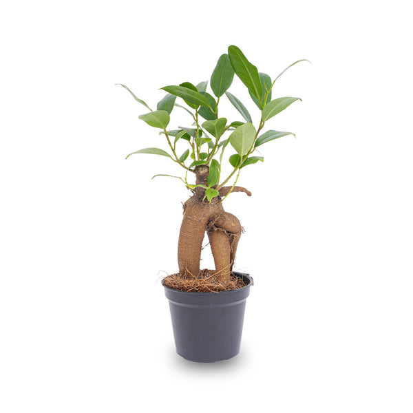 Ficus Ginseng Bonsai – Ficus microcarpa – Ansicht 2