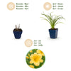Taglilie ‚Stella d'Oro' – Hemerocallis – Ansicht 4