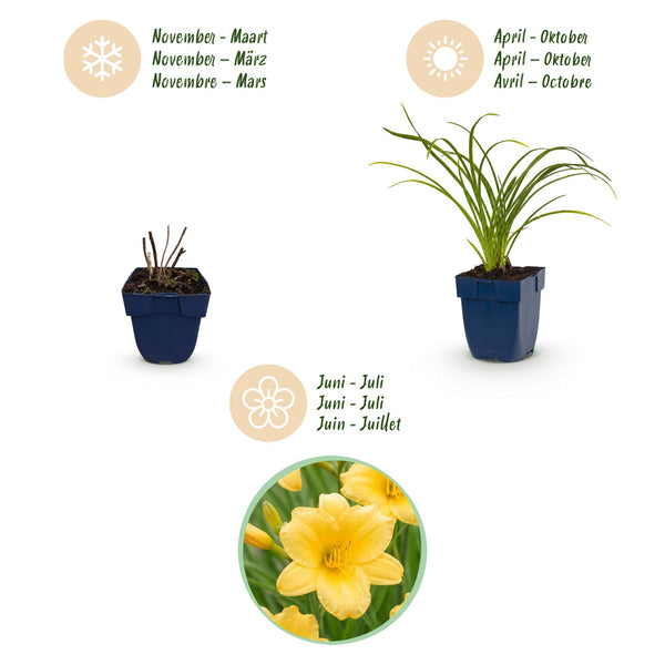 Taglilie ‚Stella d'Oro' – Hemerocallis – Ansicht 4