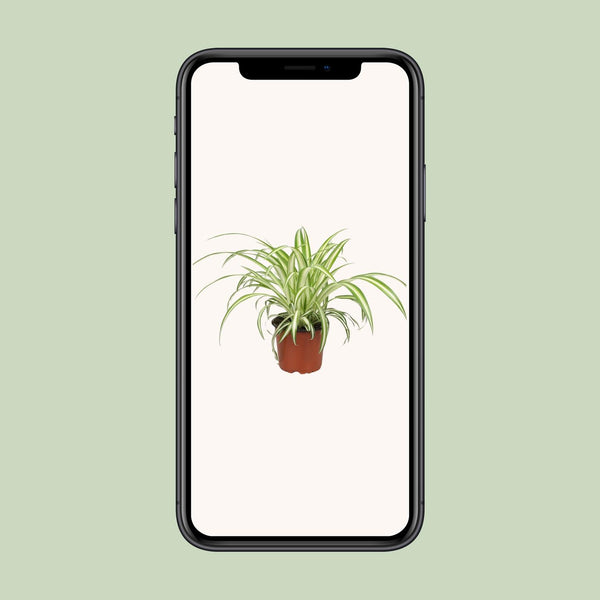 Grünlilie – Chlorophytum comosum – Ansicht 4