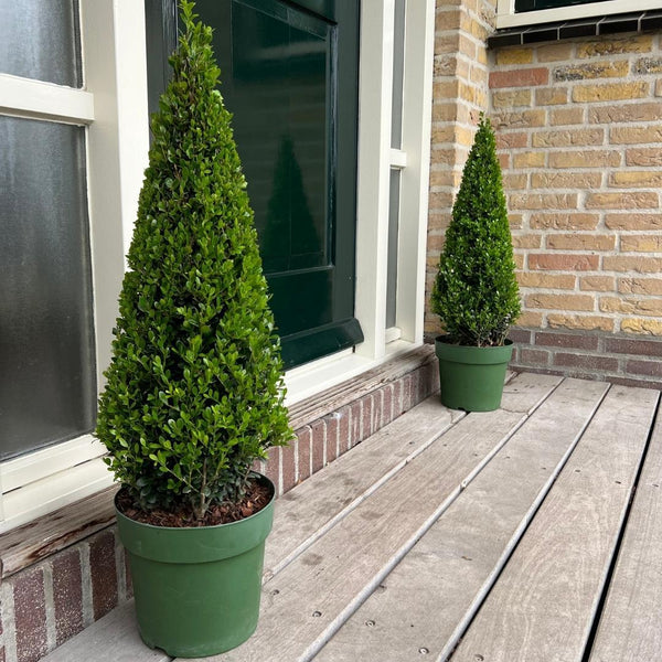 Stechpalme Pyramide – Ilex – Ansicht 2