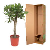 Bengalische Feige – Ficus benghalensis – Ansicht 3