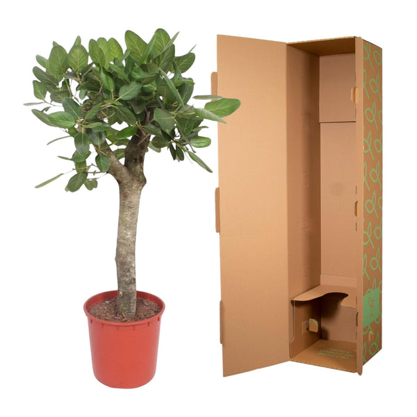 Bengalische Feige – Ficus benghalensis – Ansicht 3