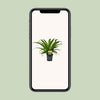 Nestfarn ‚Osaka' – Asplenium antiquum – Ansicht 4