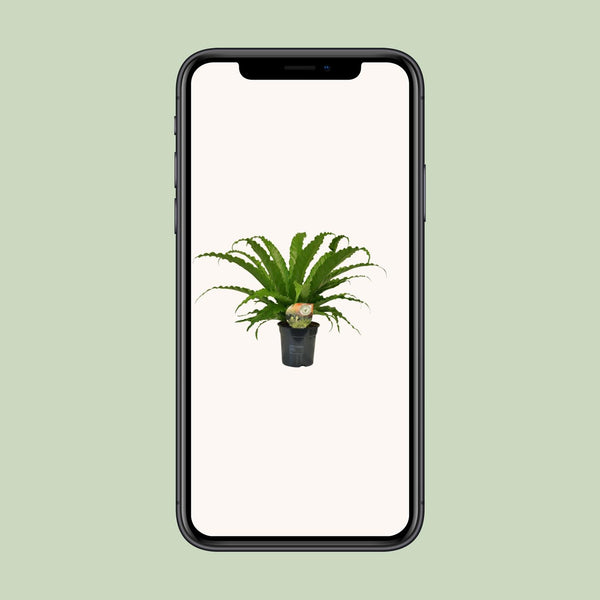 Nestfarn ‚Osaka' – Asplenium antiquum – Ansicht 4