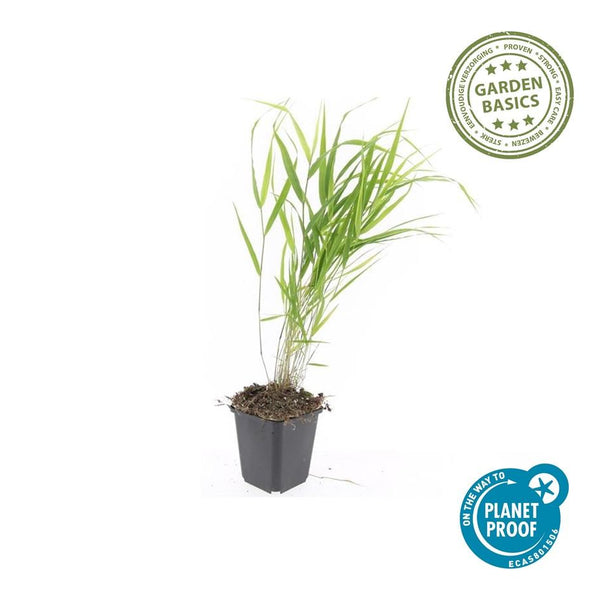 Japanisches Berggras – Hakonechloa macra – Ansicht 2