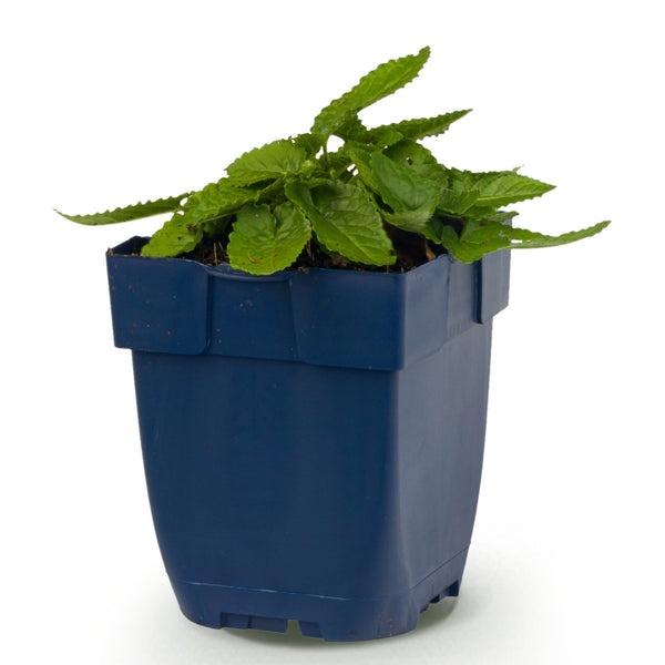 Ziest ‚Hummelo' – Stachys monieri – Ansicht 2