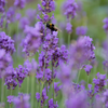 Lavendel ‚Munstead' – Lavandula angustifolia – Ansicht 6
