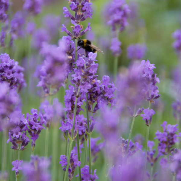 Lavendel ‚Munstead' – Lavandula angustifolia – Ansicht 6