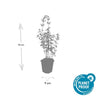 Katzenminze ‚Walker's Low' – Nepeta × faassenii – Ansicht 4