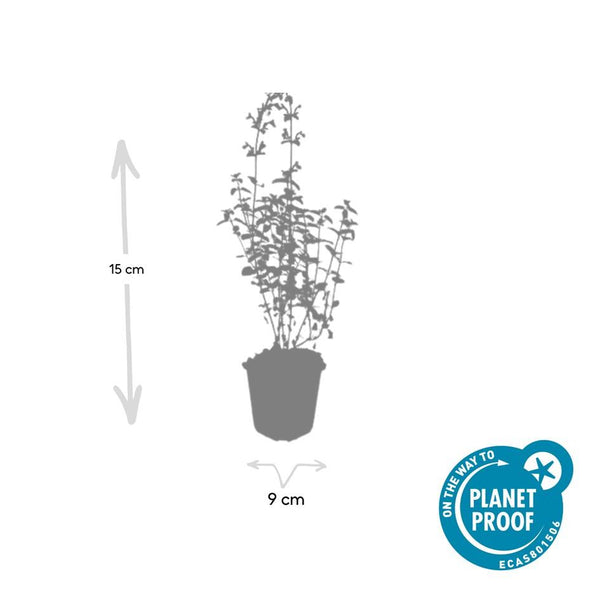 Katzenminze ‚Walker's Low' – Nepeta × faassenii – Ansicht 4