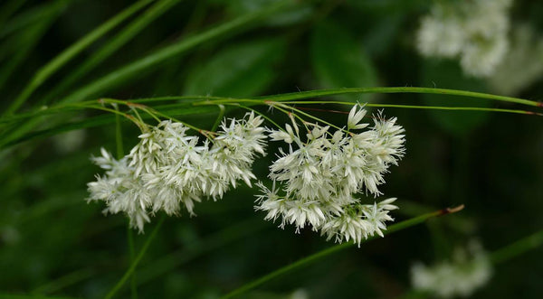 Schneemarbel – Luzula nivea – Ansicht 5