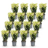 Japanischer Spindelstrauch ‚Paloma Blanca' – Euonymus japonicus – Ansicht 2