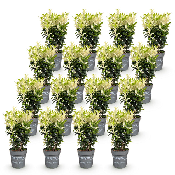 Japanischer Spindelstrauch ‚Paloma Blanca' – Euonymus japonicus – Ansicht 2