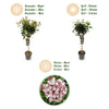 Lorbeerblättriger Schneeball Stämmchen ‚Eve Price' – Viburnum tinus – Ansicht 9