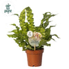 Nestfarn ‚Crispy Wave' – Asplenium nidus