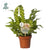 Nestfarn ‚Crispy Wave' – Asplenium nidus