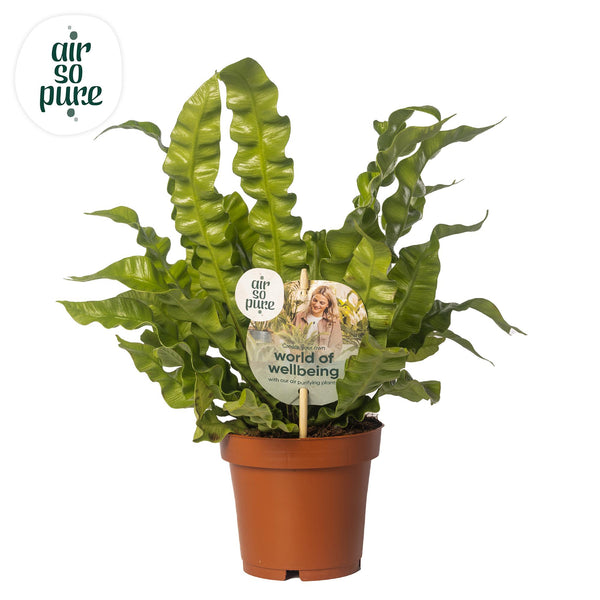 Nestfarn ‚Crispy Wave' – Asplenium nidus