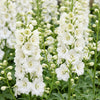 Rittersporn ‚Galahad' – Delphinium x cultorum – Ansicht 5