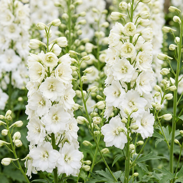 Rittersporn ‚Galahad' – Delphinium x cultorum – Ansicht 5