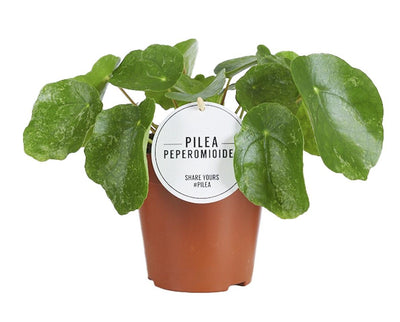 Kanonierblume ‚Sugar' – Pilea