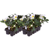 Christrose ‚Christmas Carol' – Helleborus niger – Ansicht 2