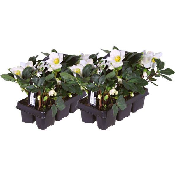 Christrose ‚Christmas Carol' – Helleborus niger – Ansicht 2
