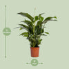 Einblatt ‚Bellini' – Spathiphyllum – Ansicht 2