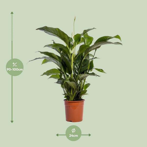Einblatt ‚Bellini' – Spathiphyllum – Ansicht 2