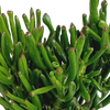 Geldbaum ‚Gollum' – Crassula ovata – Ansicht 4