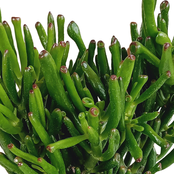 Geldbaum ‚Gollum' – Crassula ovata – Ansicht 4