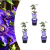 Waldrebe ‚Multi Blue' – Clematis – Ø 9 cm, 3 Stück
