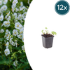 Balkan-Storchschnabel ‚White Ness' – Geranium macrorrhizum