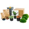 Terrarium-Set „Calathea“ – Pfeilwurz mit Start- und Nachfüllpaket