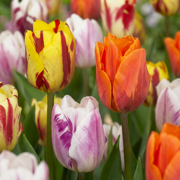 Tulpe ‚Flaming Beauty Mix' – Tulipa – 15 Stück