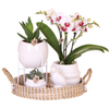 Geschenk-Set „Large White" – Orchidee ‚Gibraltar' mit Grünpflanzen