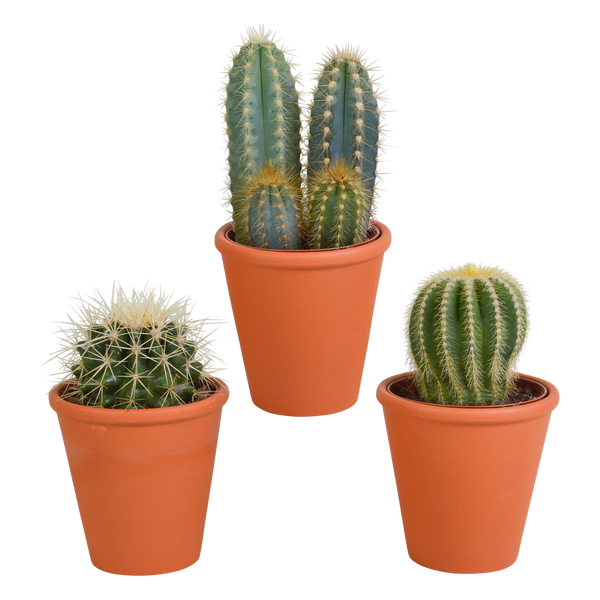 Kakteen-Set „Kakteenmischung“ – 3 Kakteen – Ansicht 7