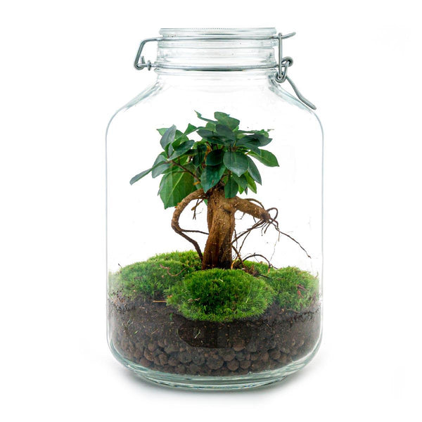 Flaschengarten-Set „Ficus Ginseng" – DIY-Terrarium mit Bonsai – Ansicht 4