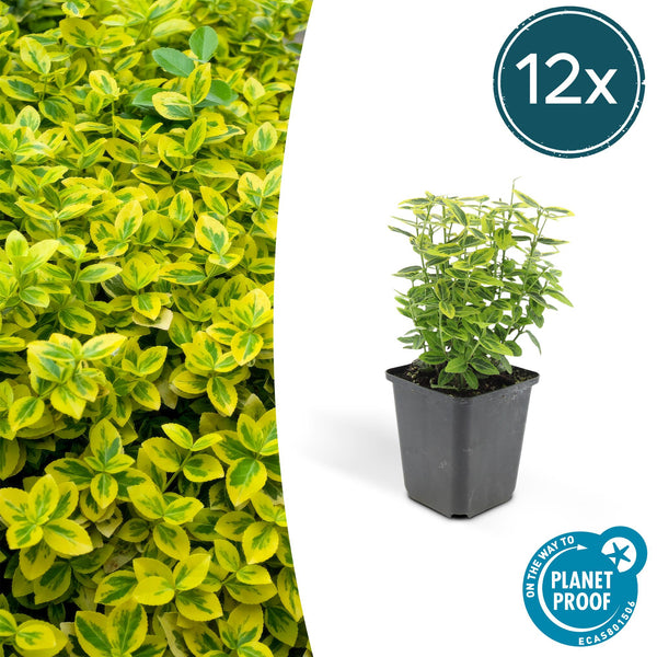 Kriechspindel ‚Emerald 'n Gold' – Euonymus fortunei