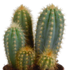 Kakteen-Set „Cereus-Mix“ – 3 Säulenkakteen – Ansicht 6