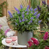 Schmetterlingsstrauch ‚Butterfly Candy Little Lila' – Buddleja davidii – Ansicht 6
