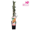 Feuerdorn ‚Soleil d'Or' – Pyracantha – Ansicht 5