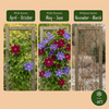 Clematis-Set „Duo Blue & Red“ – Waldreben in Blau und Rot – Ansicht 6