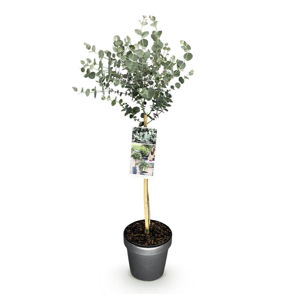 Eukalyptus-Stämmchen ‚Azura' – Eucalyptus gunnii – Ansicht 2
