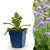Tauben-Skabiose ‚Butterfly Blue' – Scabiosa columbaria – 1 Stück