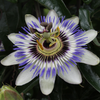 Blaue Passionsblume – Passiflora caerulea – Ansicht 4