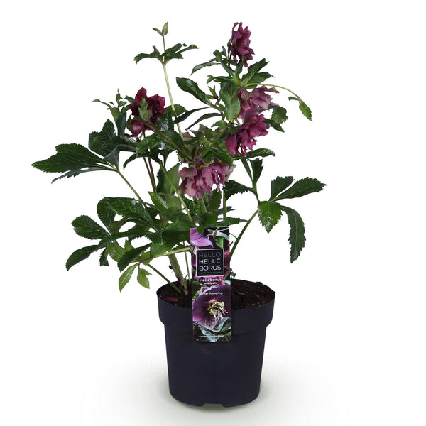 Lenzrose ‚Double Ellen Red' – Helleborus orientalis – Ansicht 2