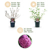 Schmetterlingsstrauch ‚Pink Delight' – Buddleja davidii – Ansicht 4